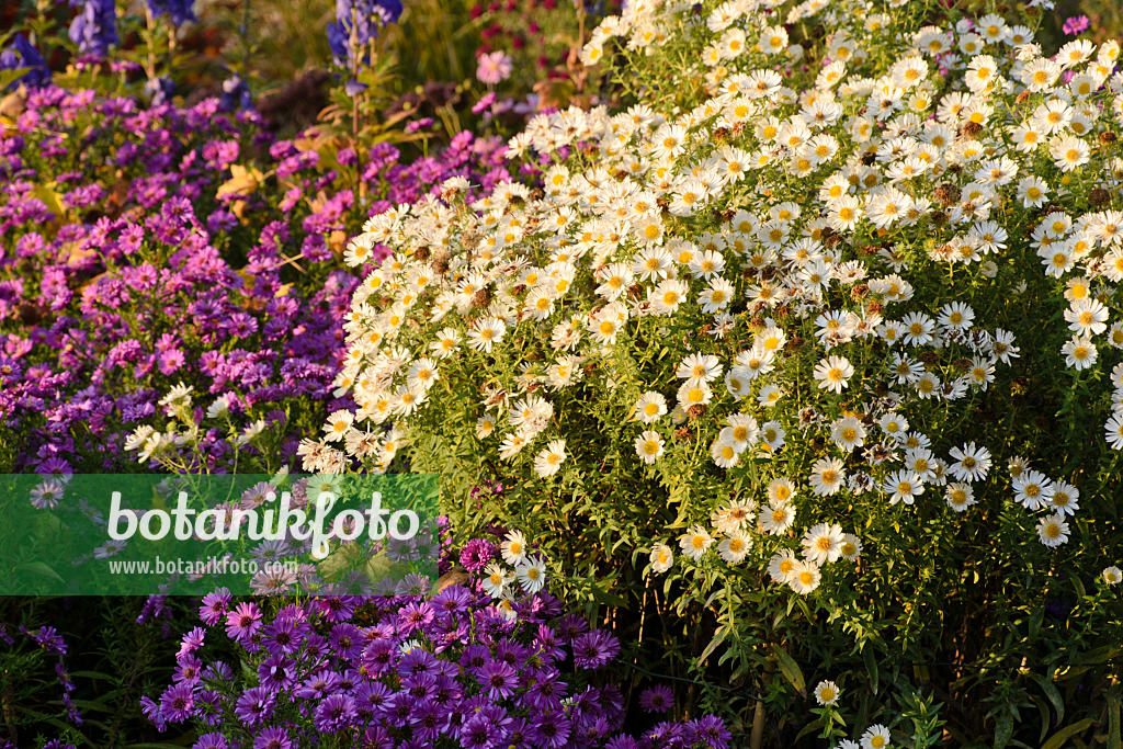 489056 - Neuengland-Aster (Aster novae-angliae 'Herbstschnee')