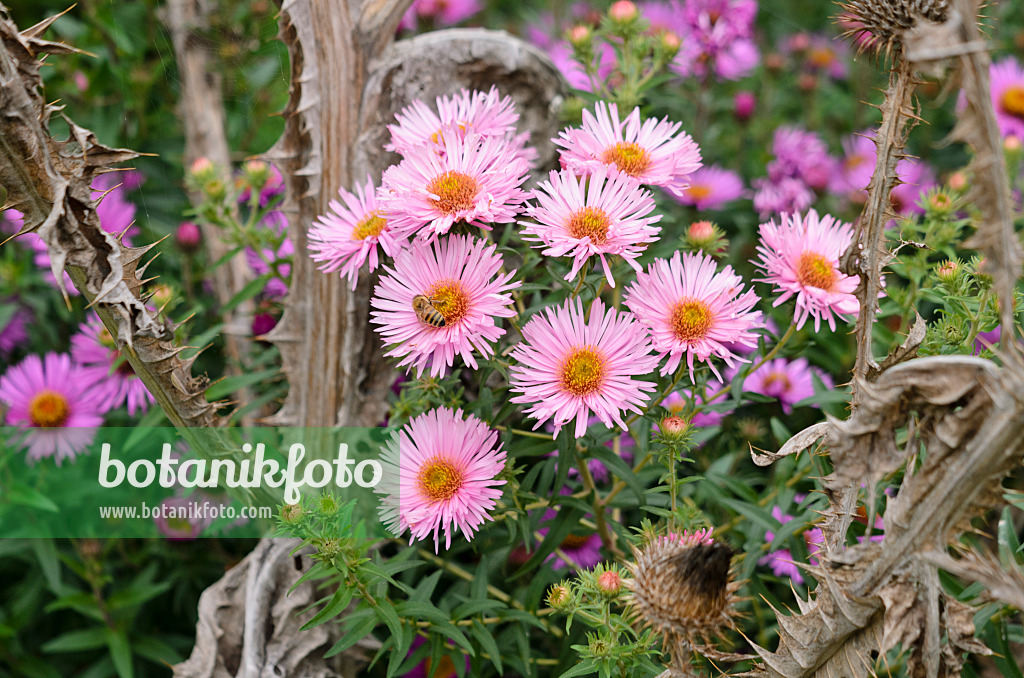 525137 - Neuengland-Aster (Aster novae-angliae 'Rosa Sieger')