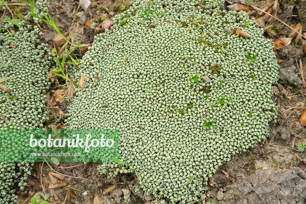 608062 - Neuseeländischer Schafsteppich (Raoulia australis)