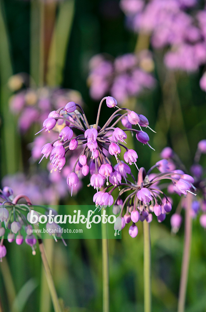 534020 - Nickender Lauch (Allium cernuum)