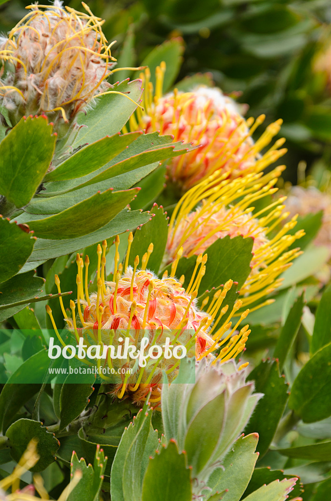 508497 - Nickendes Nadelkissen (Leucospermum cordifolium 'Veld Fire')