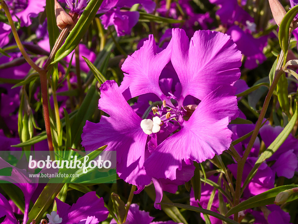 415015 - Niedliche Clarkie (Clarkia pulchella)