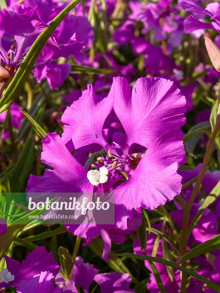 415016 - Niedliche Clarkie (Clarkia pulchella)