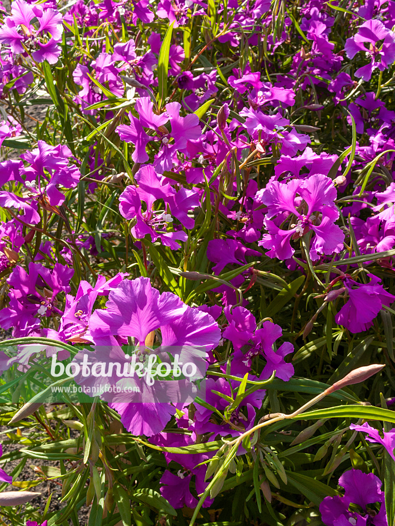 415017 - Niedliche Clarkie (Clarkia pulchella)