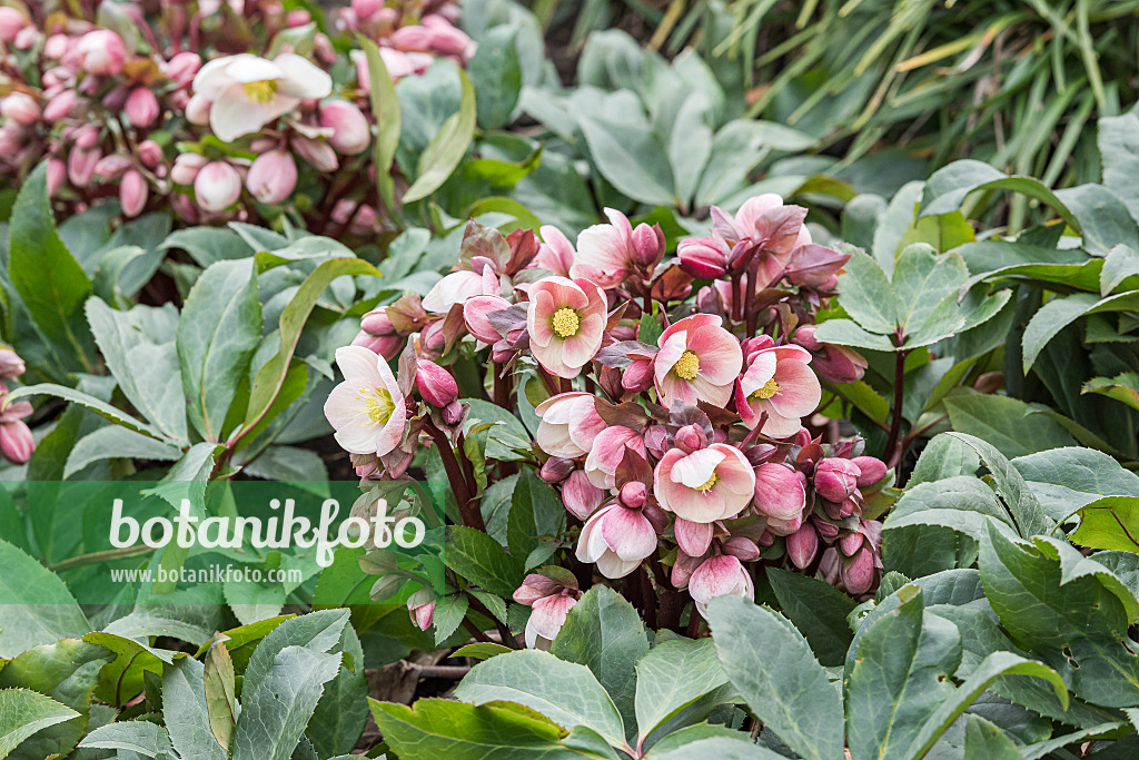 625230 - Nieswurz (Helleborus x ericsmithii 'HGC Pink Frost')