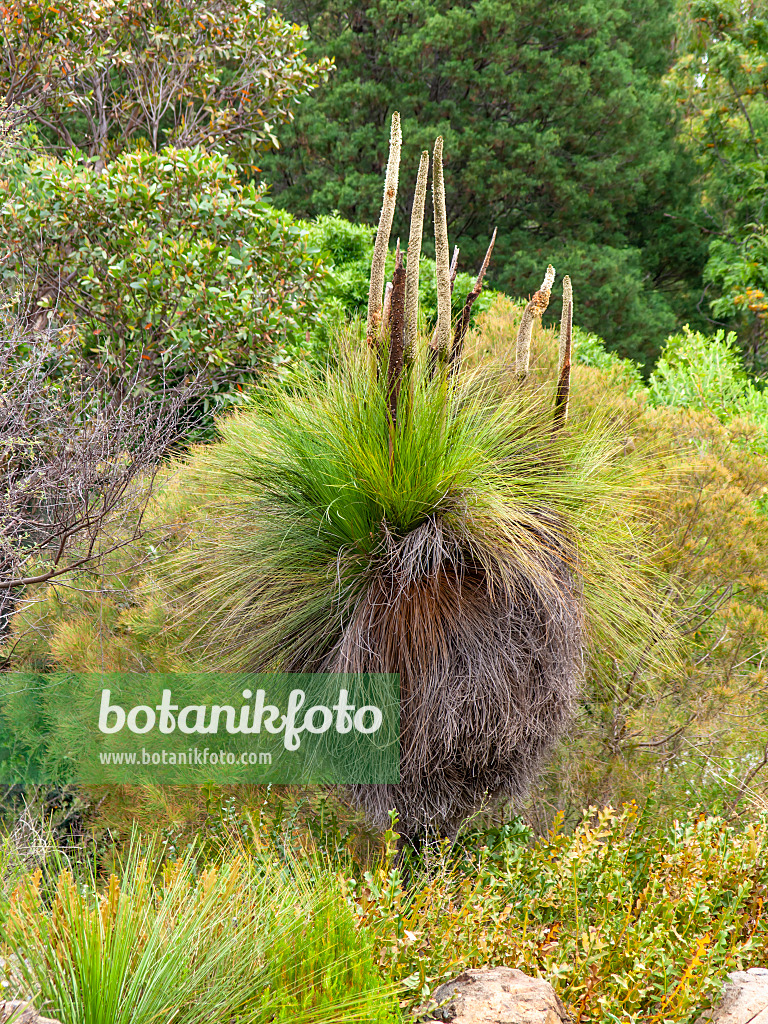 455331 - Nördlicher Grasbaum (Xanthorrhoea johnsonii)