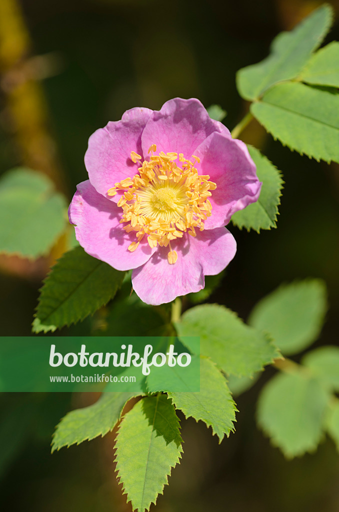 572036 - Nootka-Rose (Rosa nutkana)