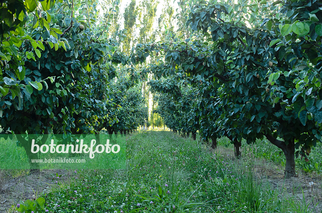 557257 - Obstplantage, Provence, Frankreich