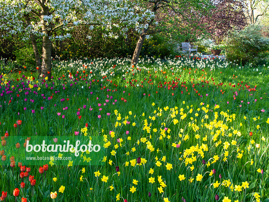 437146 - Obstwiese mit Narzissen und Tulpen