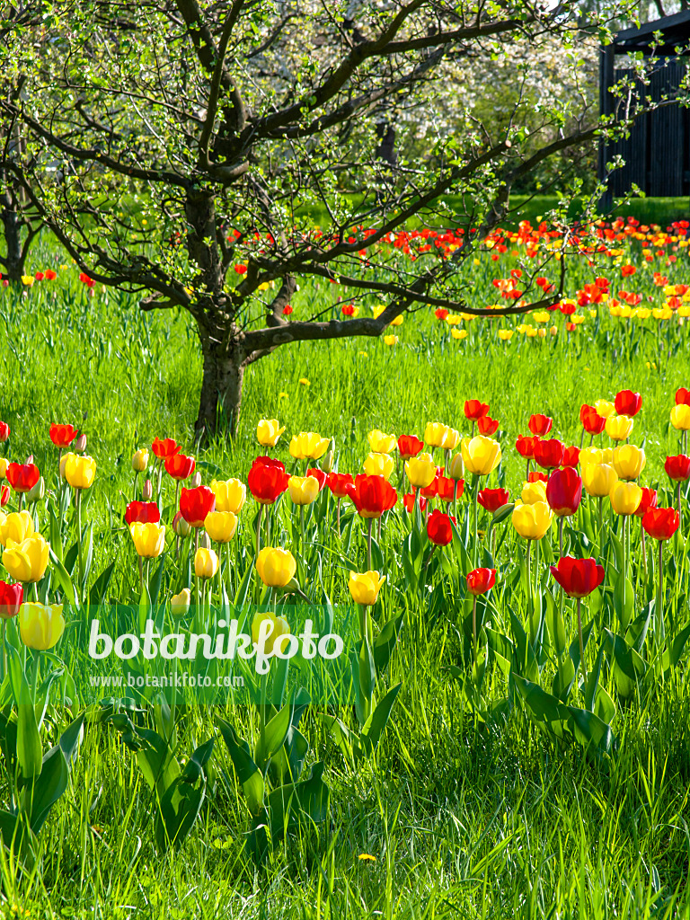 437137 - Obstwiese mit Tulpen