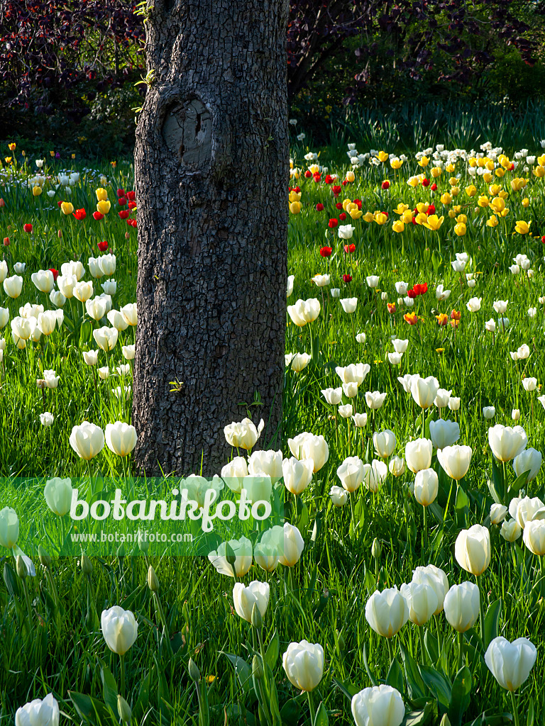 459087 - Obstwiese mit Tulpen