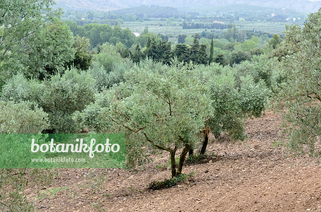 557152 - Ölbaum (Olea europaea), Alpillen, Provence, Frankreich