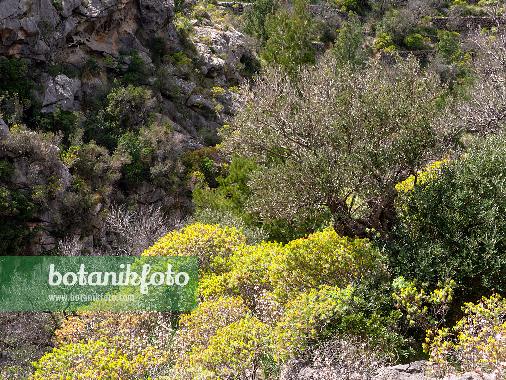 424109 - Ölbaum (Olea europaea) und Baumartige Wolfsmilch (Euphorbia dendroides), Mallorca, Spanien