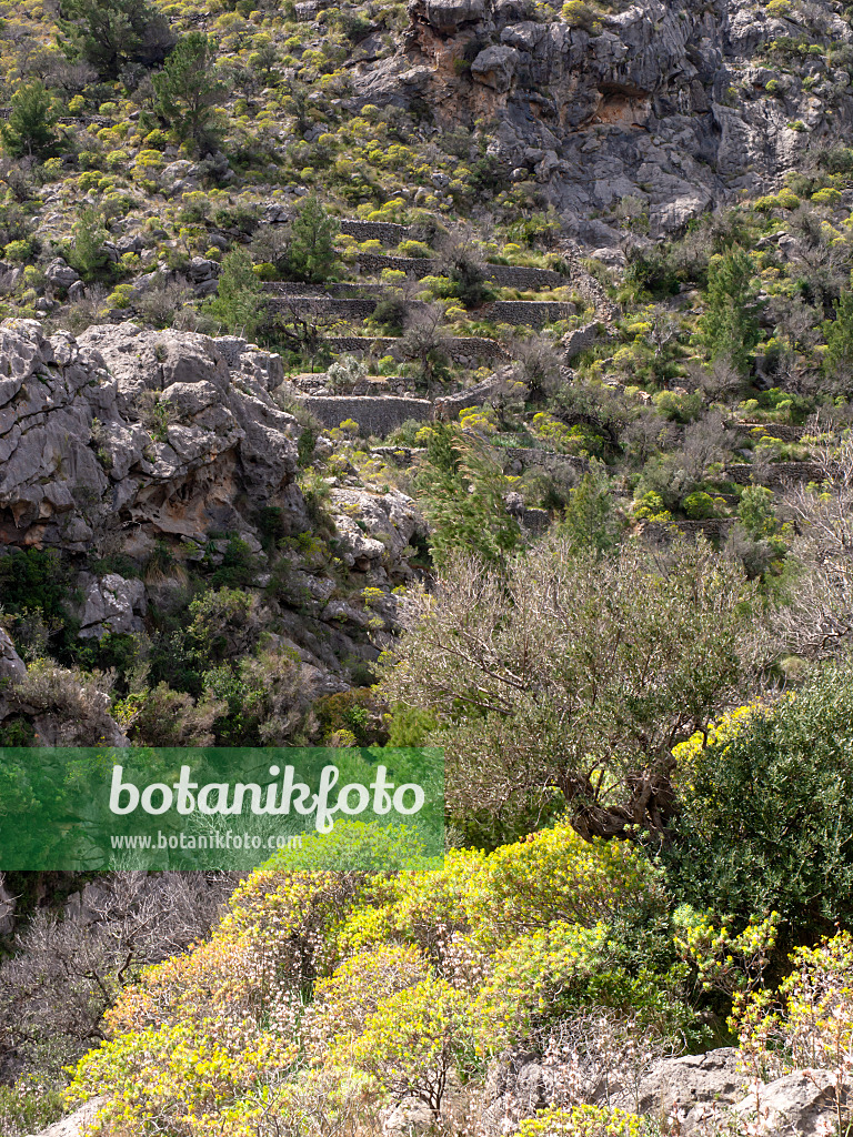 424110 - Ölbaum (Olea europaea) und Baumartige Wolfsmilch (Euphorbia dendroides), Mallorca, Spanien