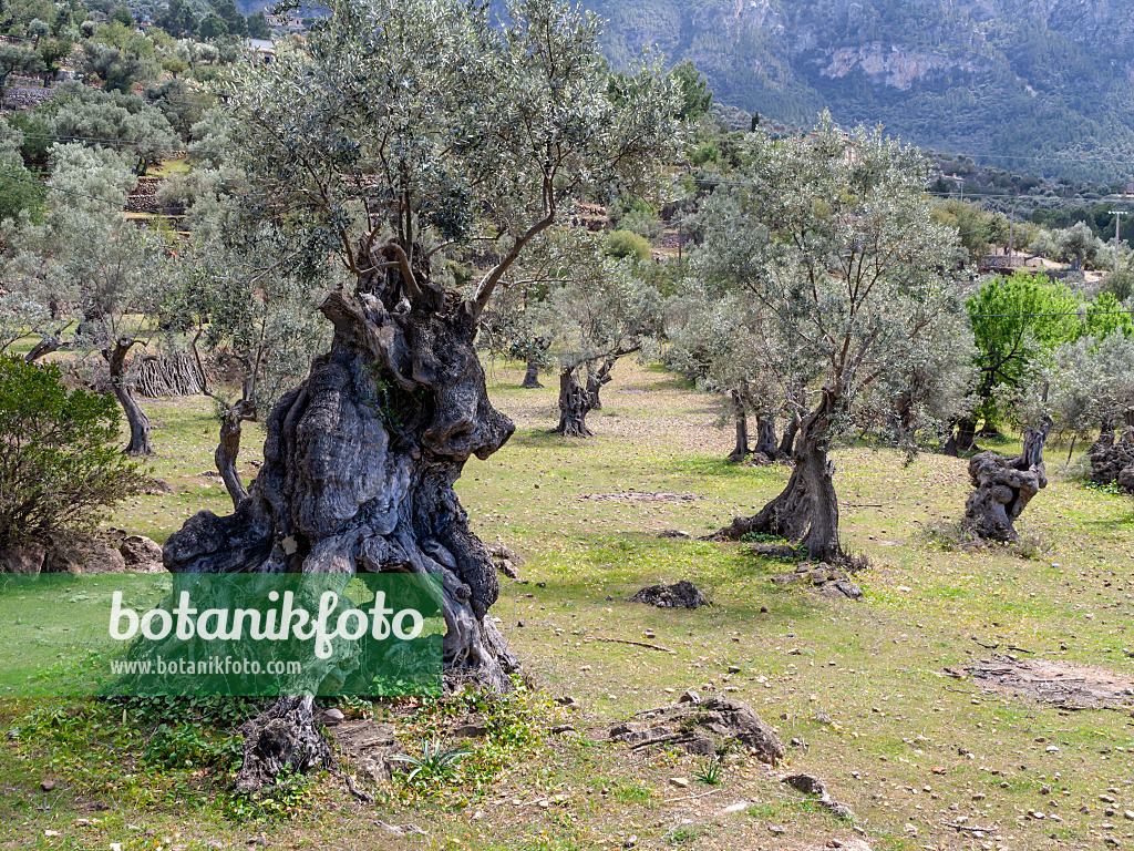 424107 - Ölbaum (Olea europaea), Mallorca, Spanien