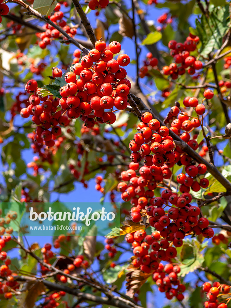 442009 - Österreichische Mehlbeere (Sorbus austriaca)