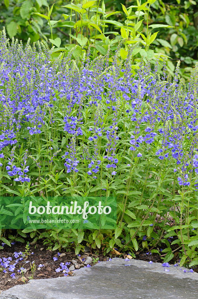 472315 - Österreichischer Ehrenpreis (Veronica austriaca var. teucrium 'Knallblau')