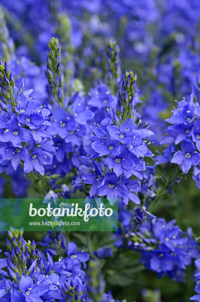 496252 - Österreichischer Ehrenpreis (Veronica austriaca var. teucrium 'Knallblau')