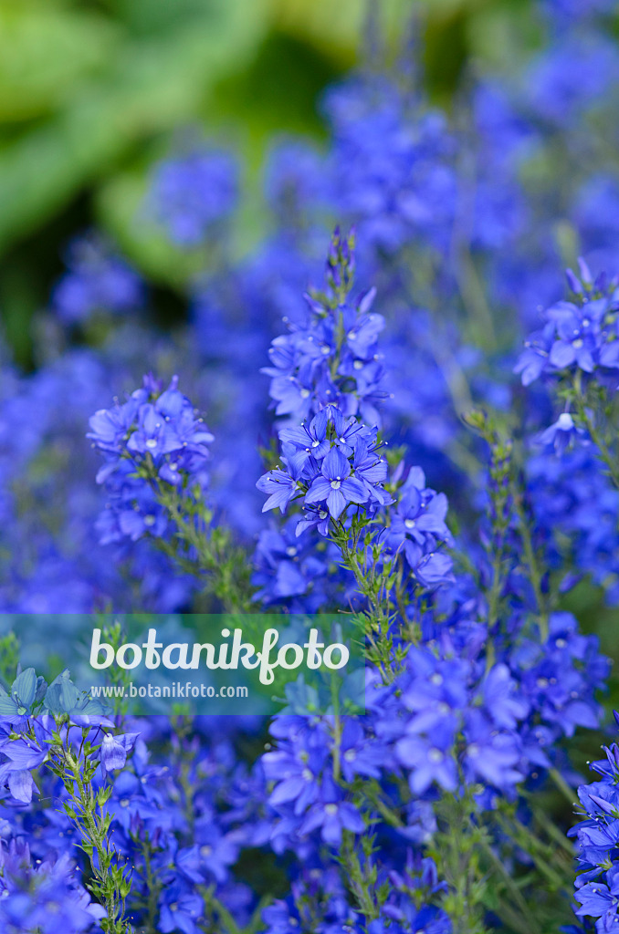 533629 - Österreichischer Ehrenpreis (Veronica austriaca var. teucrium 'Knallblau')