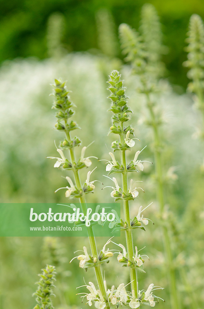 544140 - Österreichischer Salbei (Salvia austriaca)