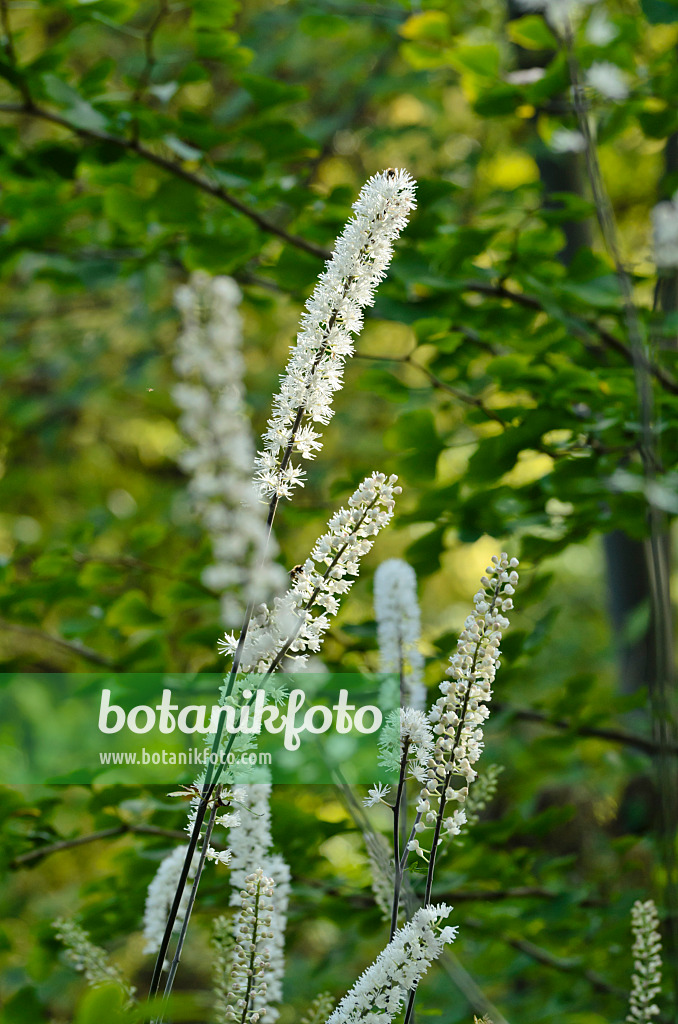 501066 - Oktober-Silberkerze (Cimicifuga simplex syn. Actaea simplex)