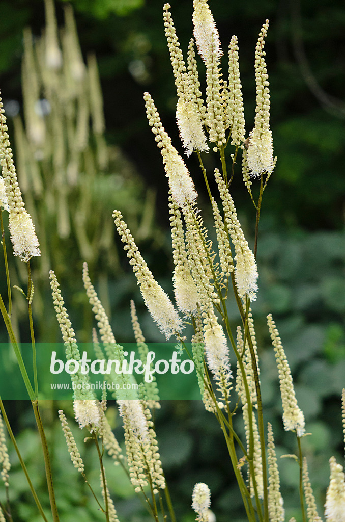 535220 - Oktober-Silberkerze (Cimicifuga simplex syn. Actaea simplex)