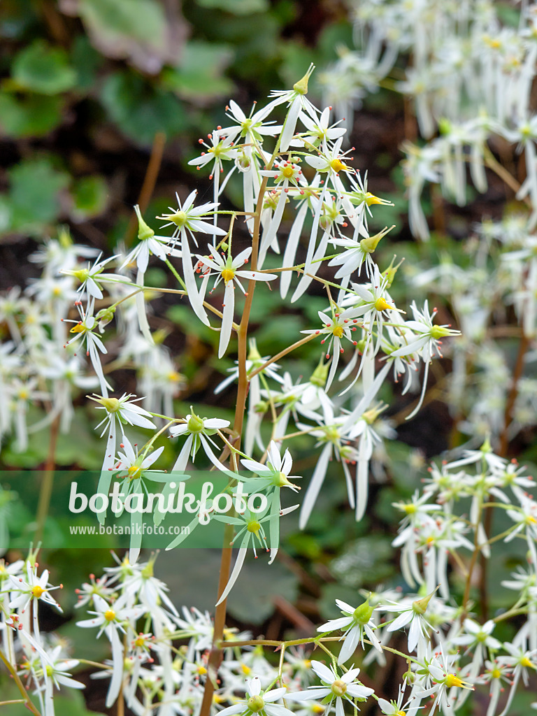 442119 - Oktober-Steinbrech (Saxifraga cortusifolia)