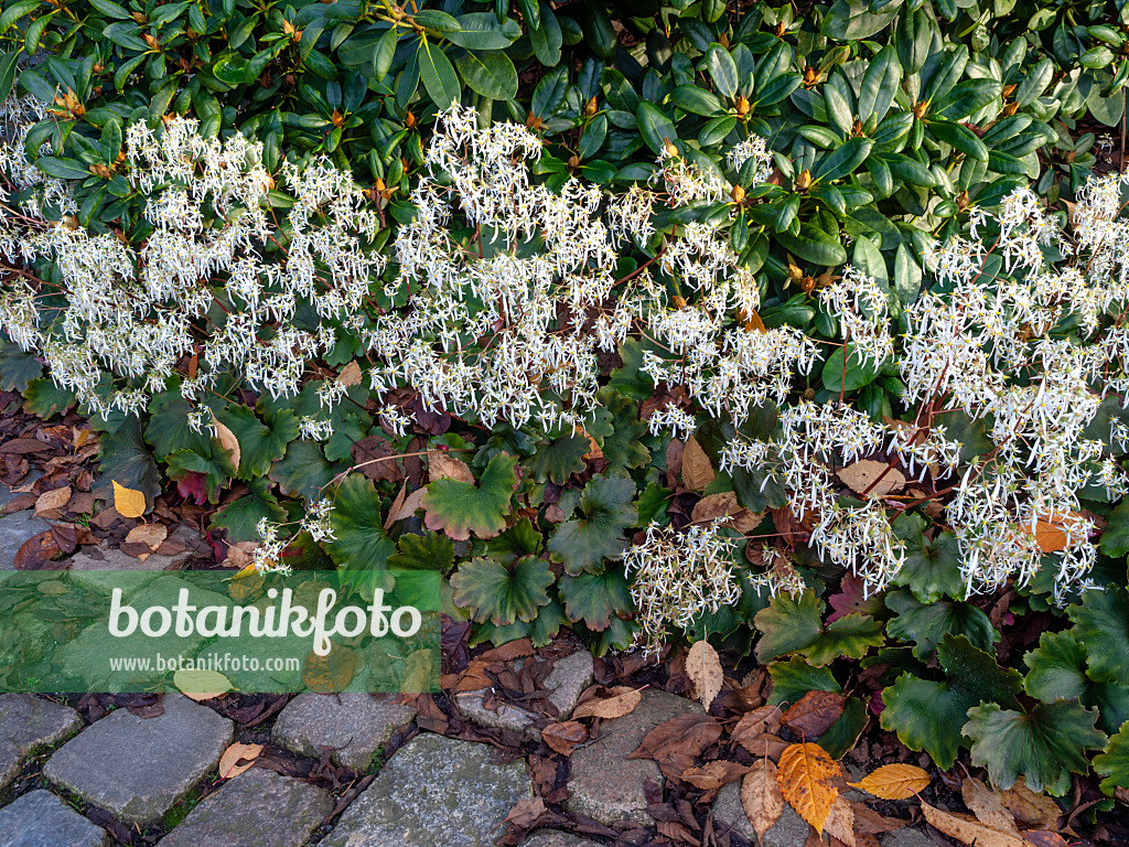 465294 - Oktober-Steinbrech (Saxifraga cortusifolia)