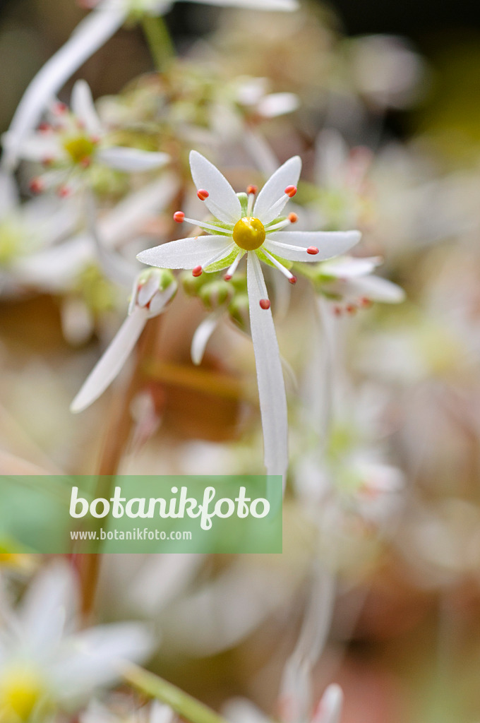 477008 - Oktober-Steinbrech (Saxifraga cortusifolia)