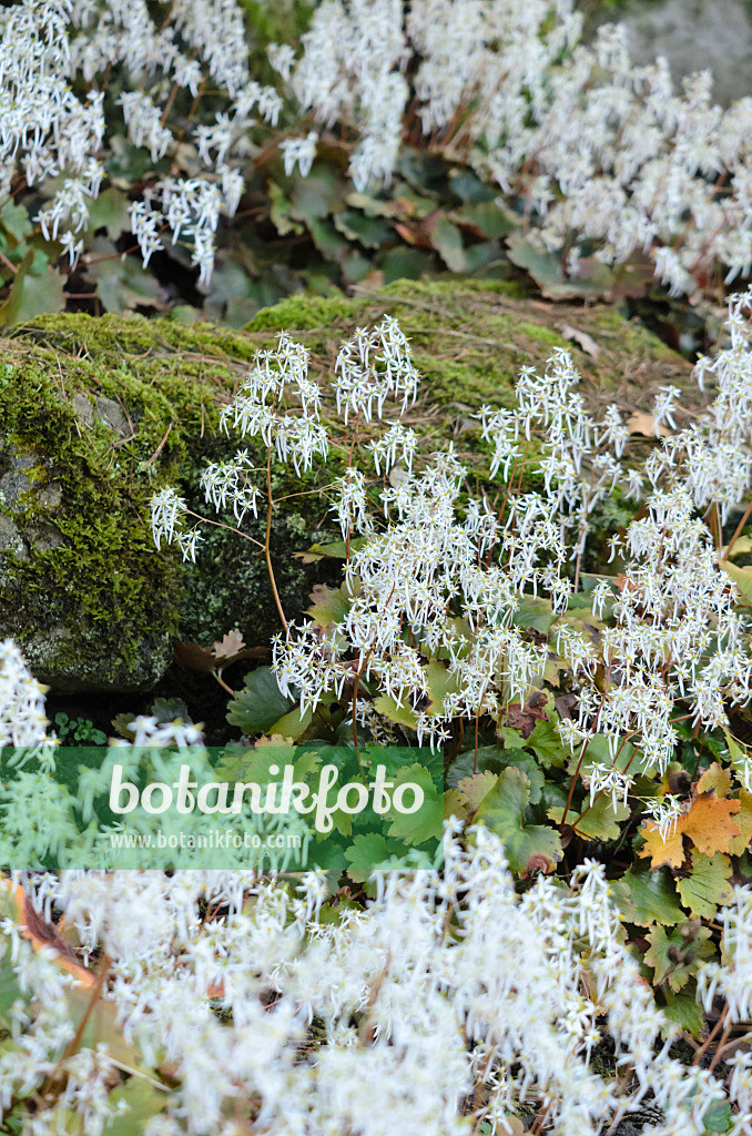 525338 - Oktober-Steinbrech (Saxifraga cortusifolia)