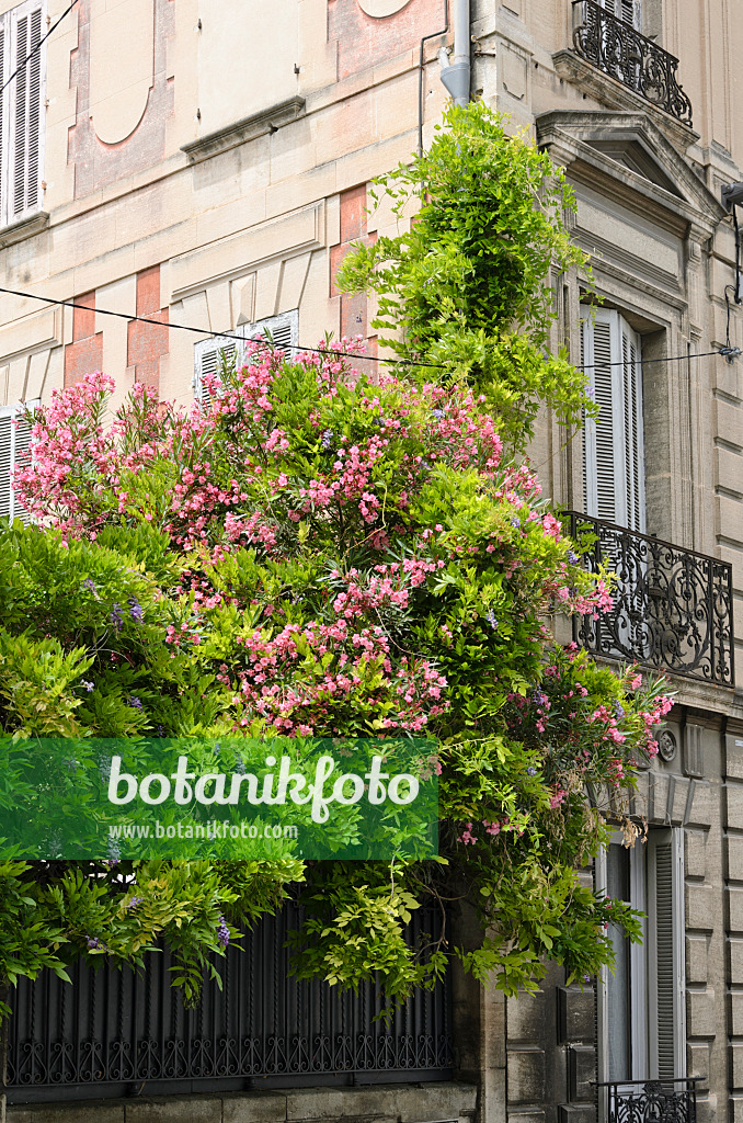 557208 - Oleander (Nerium oleander), Avignon, Provence, Frankreich