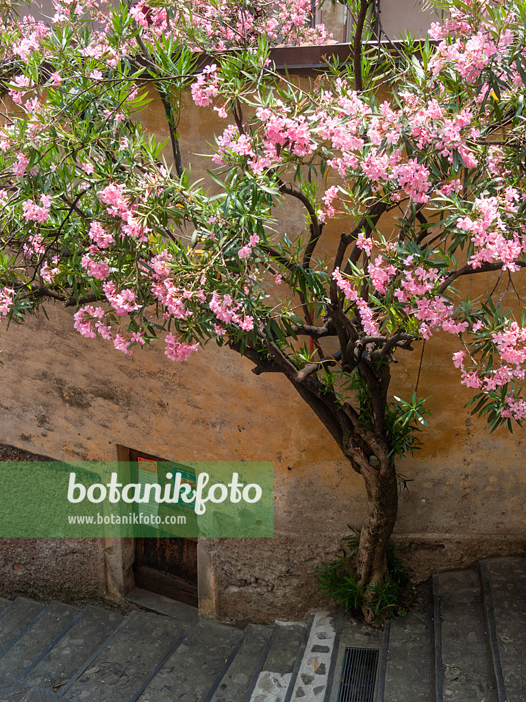 414080 - Oleander (Nerium oleander), Gandria, Schweiz