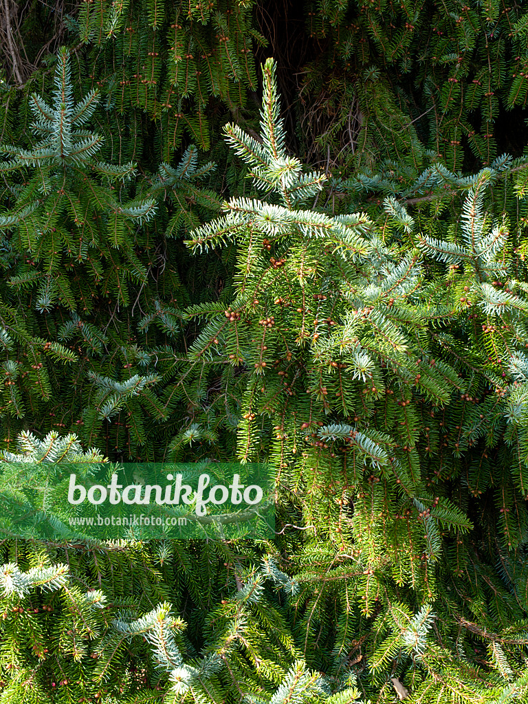 459054 - Omorika-Fichte (Picea omorika)