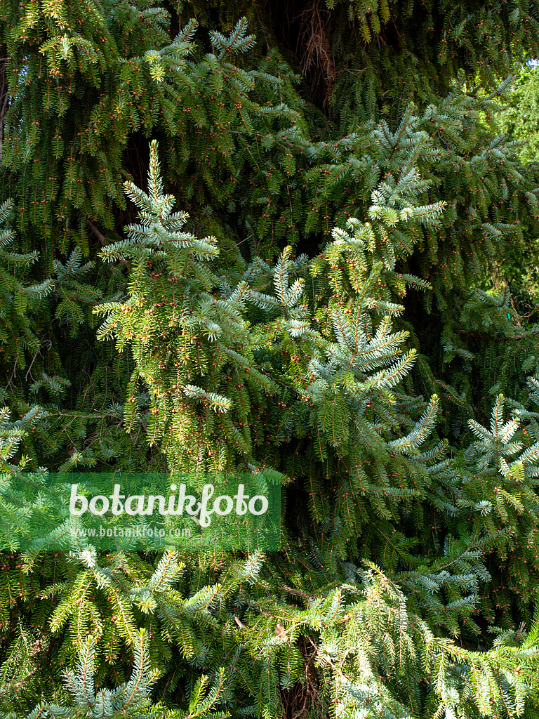 459056 - Omorika-Fichte (Picea omorika)