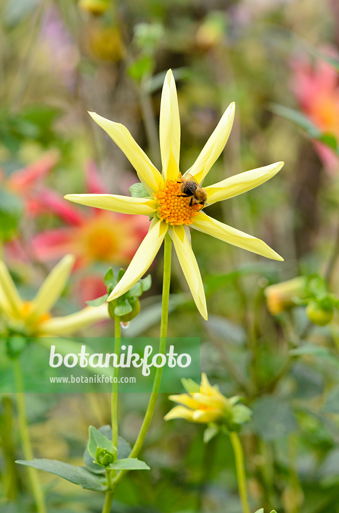 525159 - Orchideenblütige Dahlie (Dahlia Honka Yellow) und Hummel (Bombus)