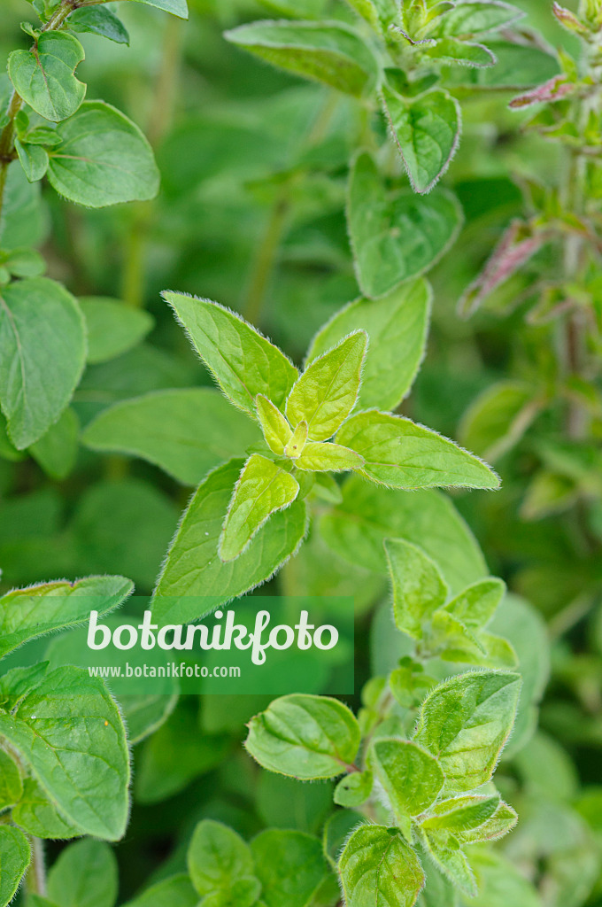 472274 - Oregano (Origanum vulgare)