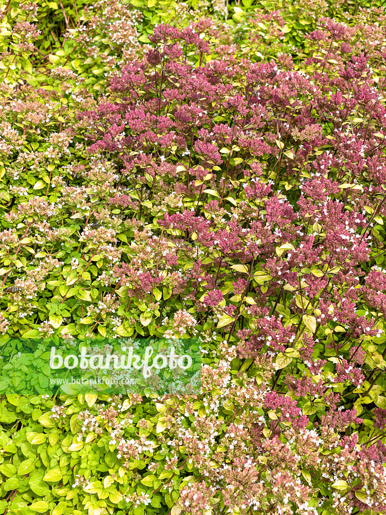 487204 - Oregano (Origanum vulgare)