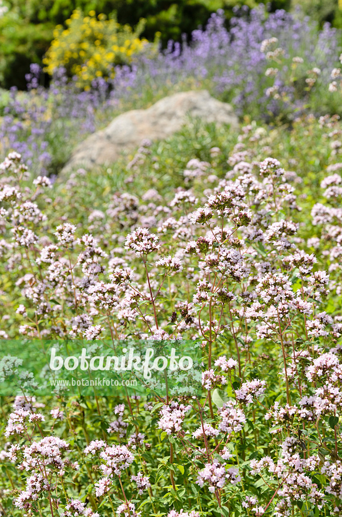 498005 - Oregano (Origanum vulgare)