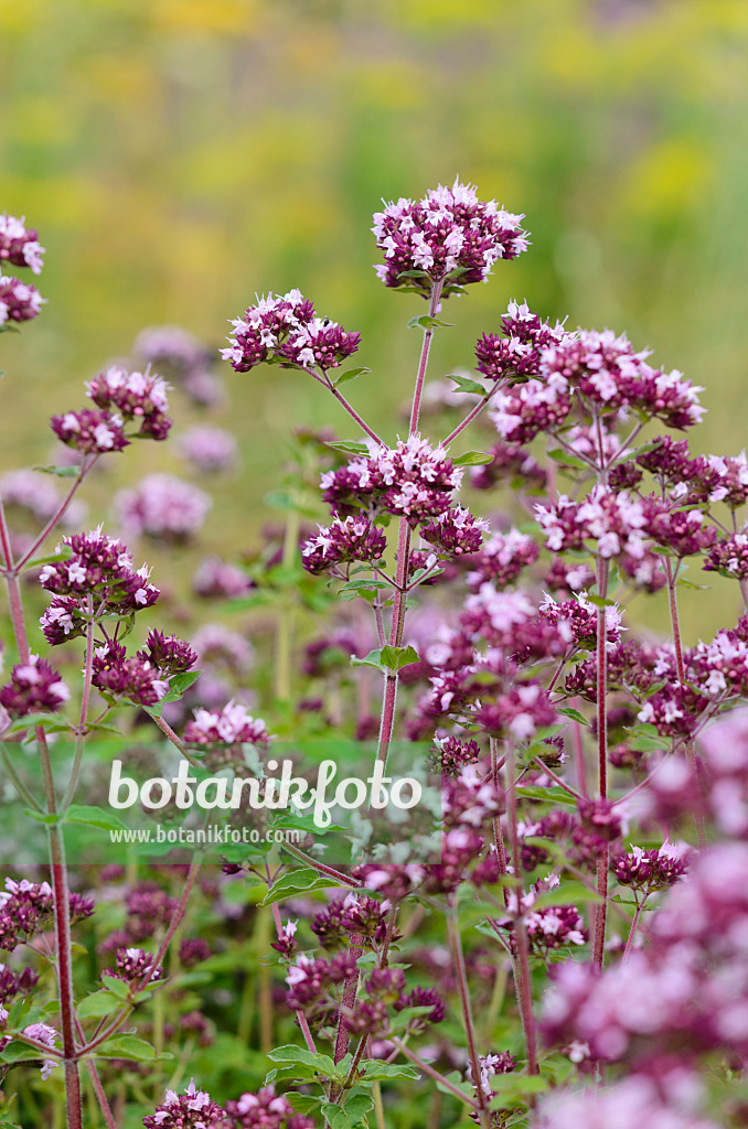 534208 - Oregano (Origanum vulgare)