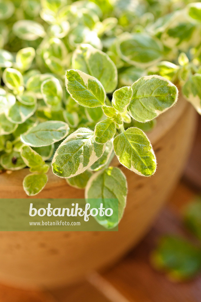 484220 - Oregano (Origanum vulgare 'Panta')