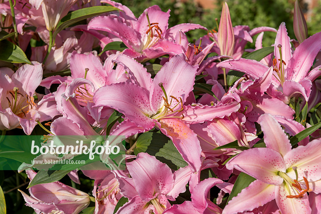 616417 - Oriental-Lilie (Lilium Chelsea)