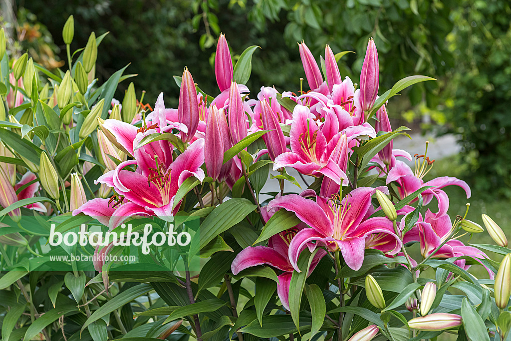 616420 - Oriental-Lilie (Lilium Mero Star)