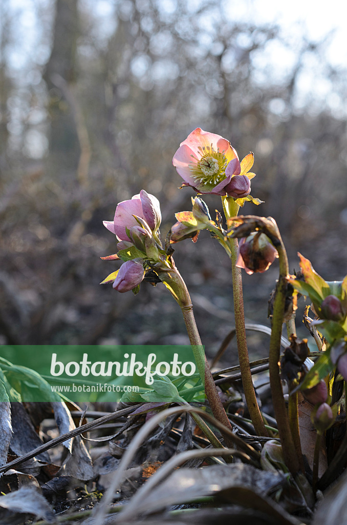 518092 - Orientalische Nieswurz (Helleborus orientalis)