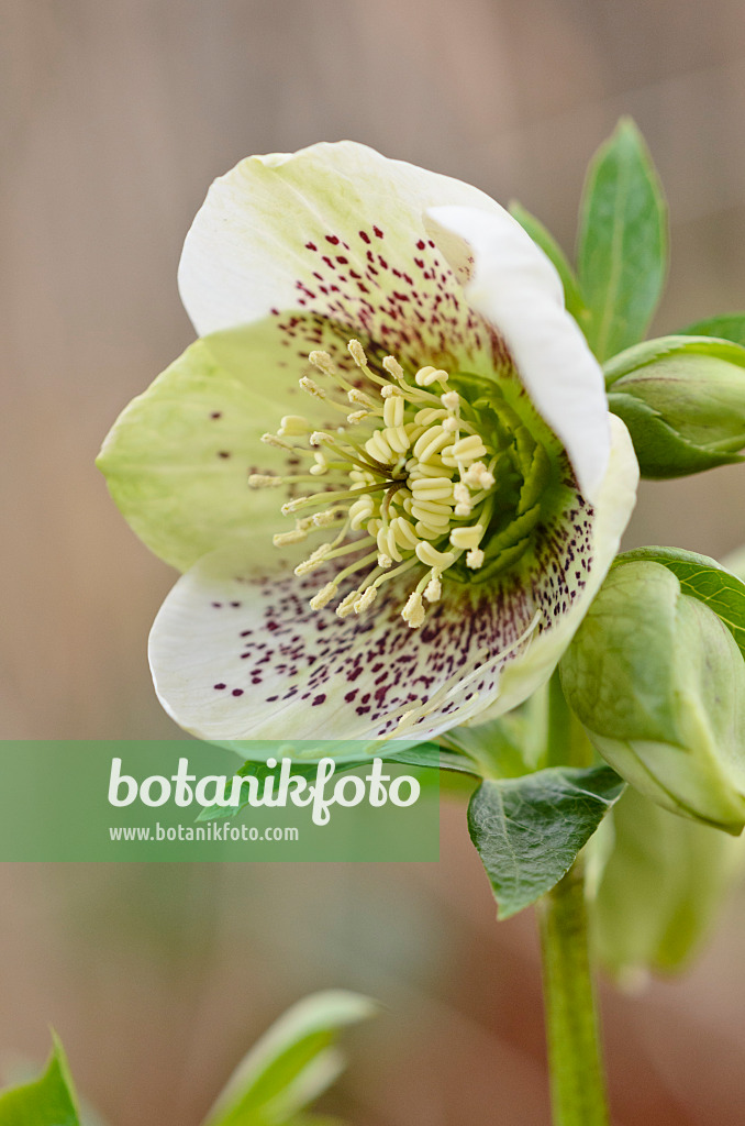 529041 - Orientalische Nieswurz (Helleborus orientalis)