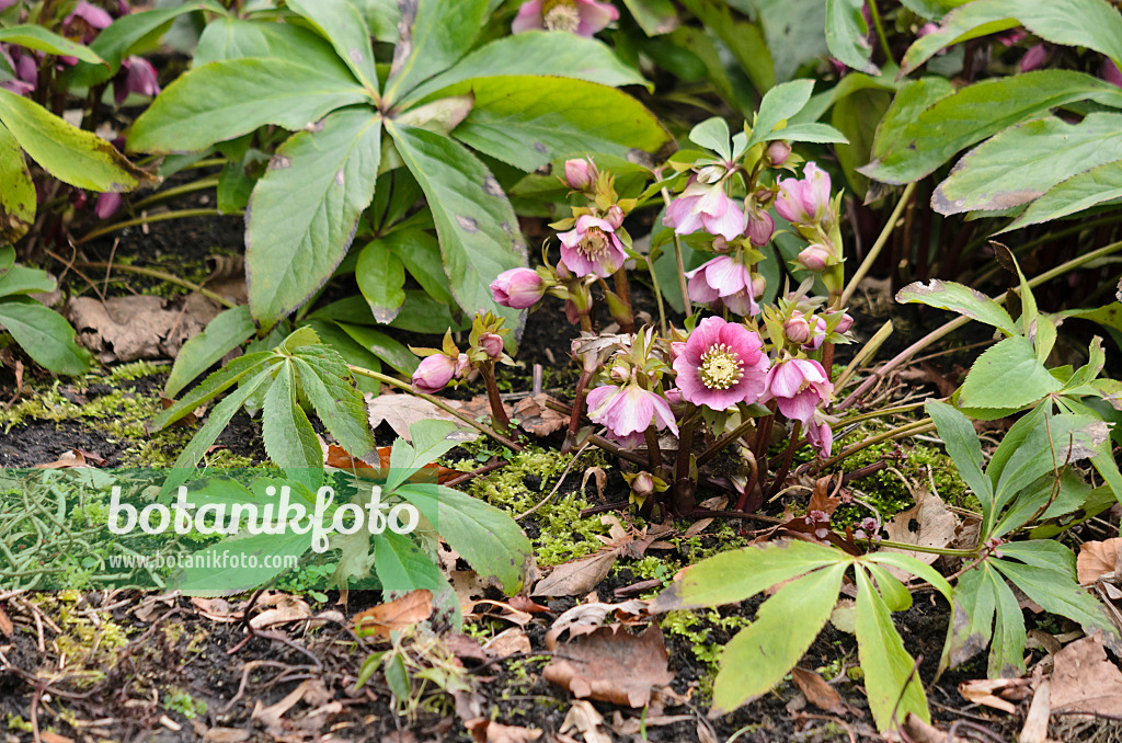 529139 - Orientalische Nieswurz (Helleborus orientalis)