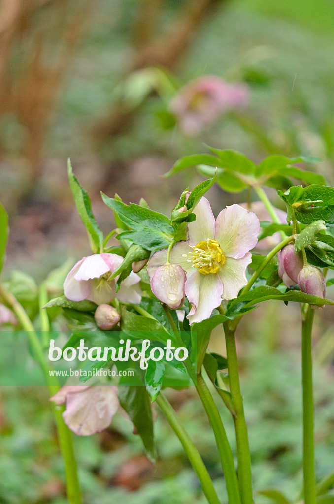 553041 - Orientalische Nieswurz (Helleborus orientalis)