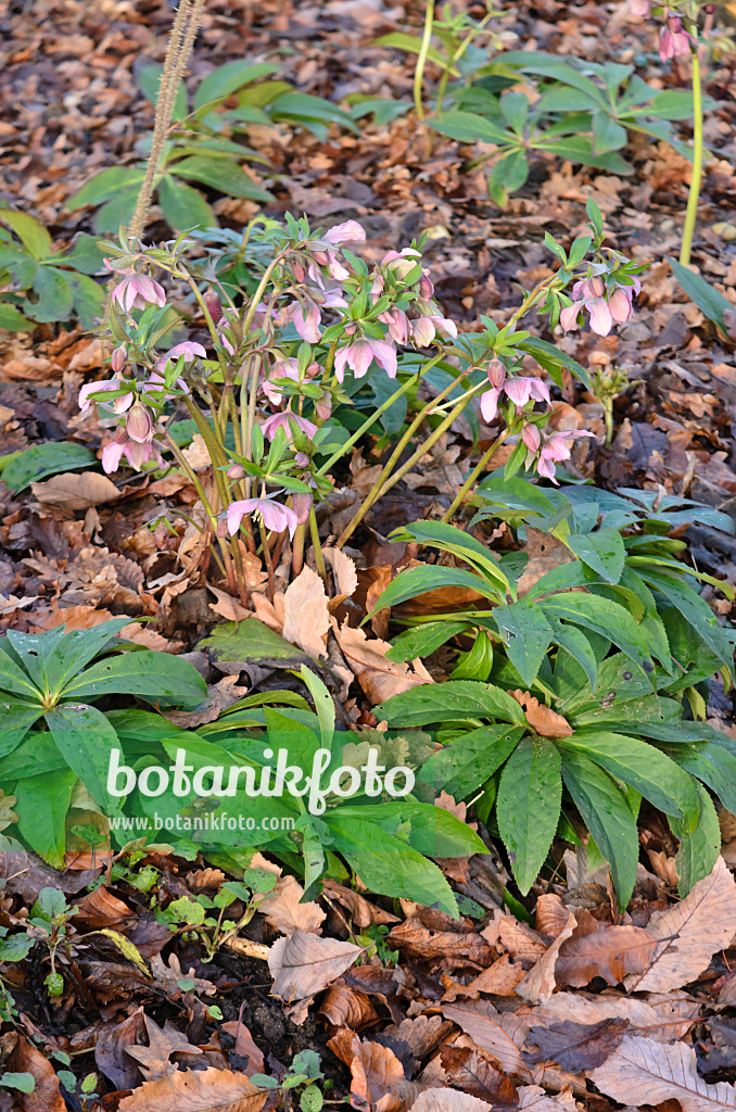 553061 - Orientalische Nieswurz (Helleborus orientalis)