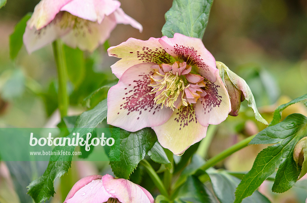 553069 - Orientalische Nieswurz (Helleborus orientalis)