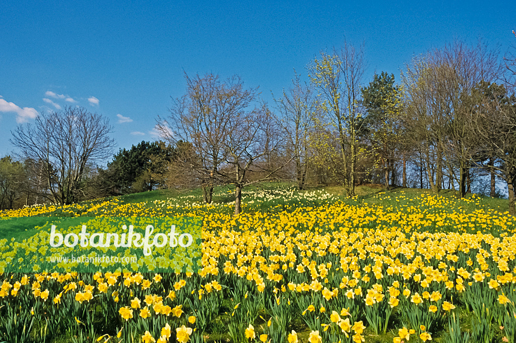 389005 - Osterglocke (Narcissus pseudonarcissus), Britzer Garten, Berlin, Deutschland