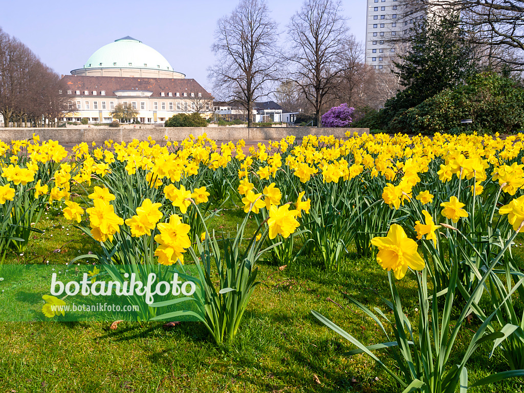 447046 - Osterglocken (Narcissus pseudonarcissus) vor dem Hannover Congress Centrum (HCC), Stadtpark, Hannover, Deutschland